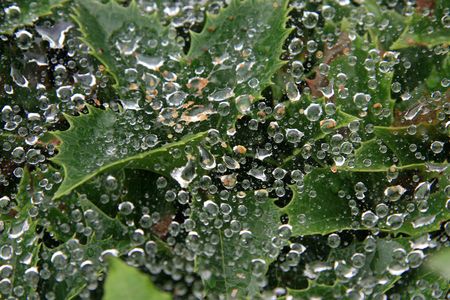 Dew on Spider Web - Ueno Park,Tokyo, Japan