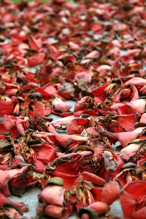 Protestant Chapel & Cemetery, Macauの写真素材