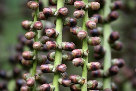 Hong Kong Park, Hong Kongの写真素材
