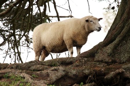 White Sheep - One Tree Hill - Aukland, New Zealandの写真素材