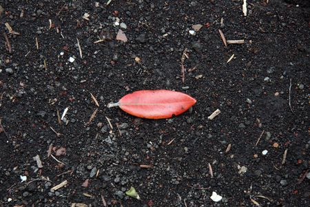 Single Leaf - Rangitoto Island, New Zealandの写真素材
