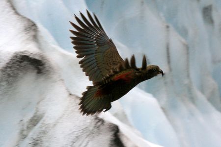 Kea Bird (Mountain Parrot) - Franz Josef Glacier, New Zealand