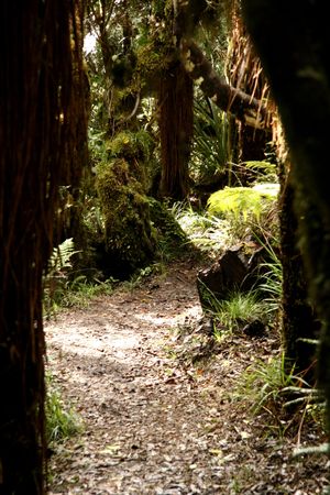 Foliage -Tongariro National Park, New Zealand