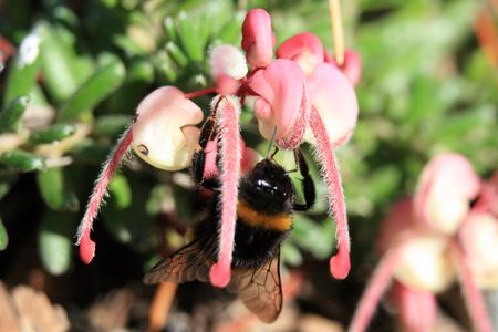 Bee on Pink Blossom - Botanical Gardens, Wellington, New Zealand