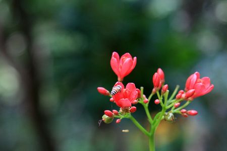 Flowers - Lodi Garden in Delhi city, Indiaの写真素材