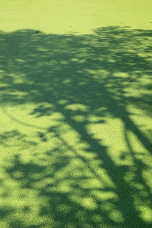 Giant Turtle - Keoladeo National Park (Bird Sanctuary) in Rajasthan, Indiaの写真素材