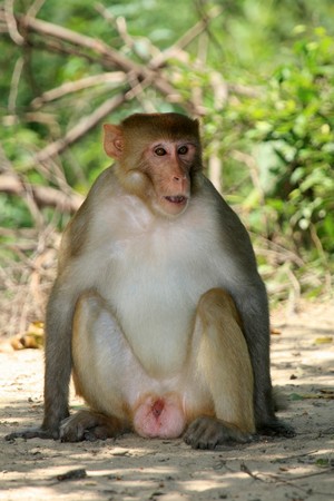 Keoladeo National Park (Bird Sanctuary) in Rajasthan, India