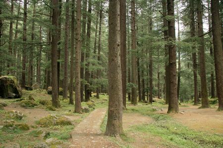 Forest in Manali , remote town in northern Indiaの写真素材