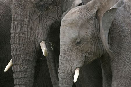 Elephant - Serengeti Wildlife Conservation Area, Safari, Tanzania, East Africaの写真素材