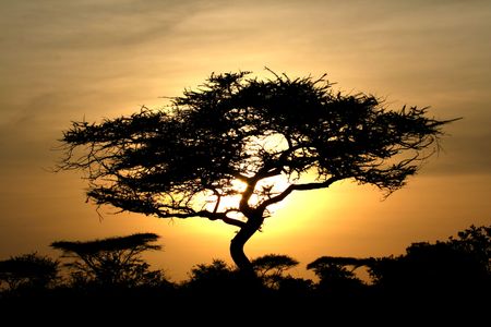 Sun Setting over Serengeti Wildlife Conservation Area, Safari, Tanzania, East Africaの写真素材