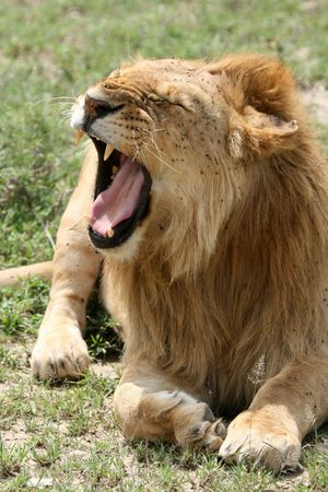 Lion - Serengeti Wildlife Conservation Area, Safari, Tanzania, East Africaの写真素材