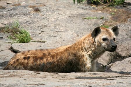 Hyena - Serengeti Wildlife Conservation Area, Safari, Tanzania, East Africaの写真素材