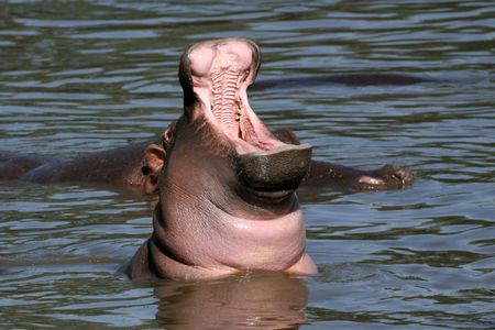 Hippos - Serengeti Wildlife Conservation Area, Safari, Tanzania, East Africa