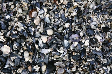 Stanley Park, One of the Largest Urban Park's in The World - Vancouver, BC, Canadaの写真素材