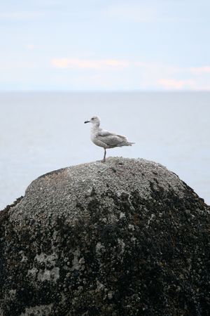 Stanley Park, One of the Largest Urban Park's in The World - Vancouver, BC, Canadaの写真素材