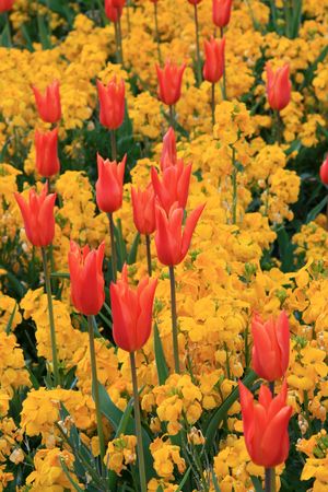 Stanley Park, One of the Largest Urban Park's in The World - Vancouver, BC, Canadaの写真素材