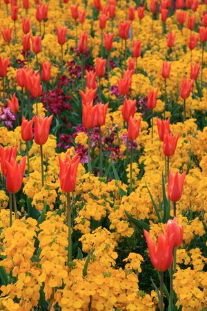 Stanley Park, One of the Largest Urban Park's in The World - Vancouver, BC, Canadaの写真素材