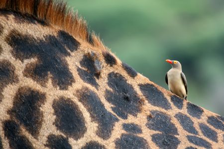 Giraffe - Tarangire National Park - Wildlife Reserve in Tanzania, Africaの写真素材