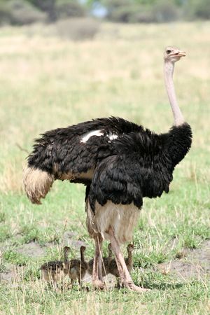 Ostrich - Tarangire National Park - Wildlife Reserve in Tanzania, Africaの写真素材