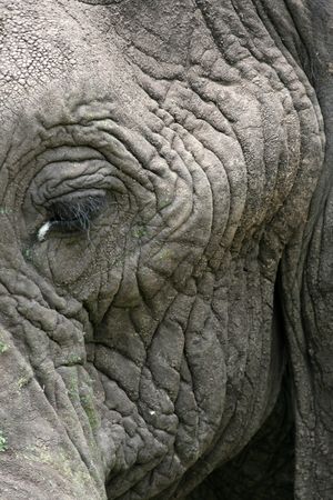 Elephant - Tarangire National Park - Wildlife Reserve in Tanzania, Africaの写真素材