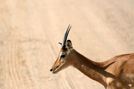 Impala in the National Park - Wildlife Reserve in Tanzania, Africaの写真素材