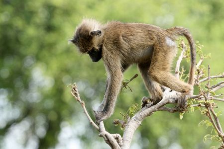 Baboon - Tarangire National Park - Wildlife Reserve in Tanzania, Africa