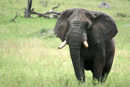 Elephant - Tarangire National Park - Wildlife Reserve in Tanzania, Africaの写真素材