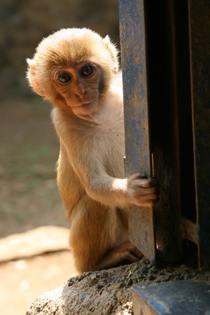 Sanjay Ghandi National Park, Conservation Attraction -  Mumbai, India