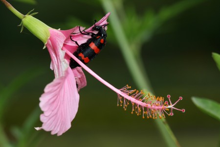 Sanjay Ghandi National Park, Conservation Attraction -  Mumbai, Indiaの写真素材