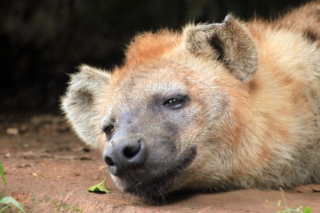 Spotted Hyena - Wildlife in Uganda, Africaの写真素材