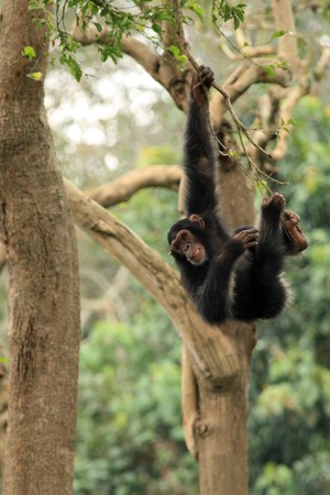 Chimpanzee - Wildlife in Uganda, Africaの写真素材