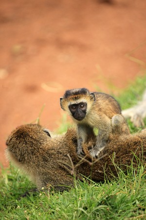 Vervet Monkey - Wildlife in Uganda, Africaの写真素材