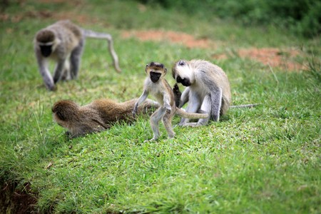 Vervet Monkey - Wildlife in Uganda, Africaの写真素材