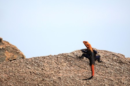 Red Headed Agama Lizard at Abela Rock in Katakwi, Uganda - The Pearl of Africa