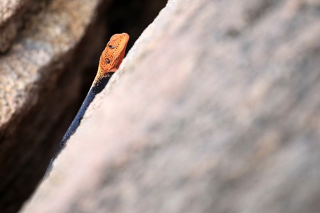Red Headed Agama Lizard at Abela Rock in Katakwi, Uganda - The Pearl of Africaの写真素材