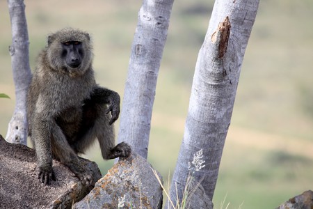 Baboon at Abela Rock in Katakwi, Uganda - The Pearl of Africaの写真素材