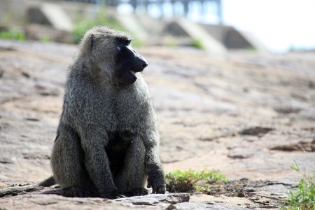 Baboon at Abela Rock in Katakwi, Uganda - The Pearl of Africaの写真素材
