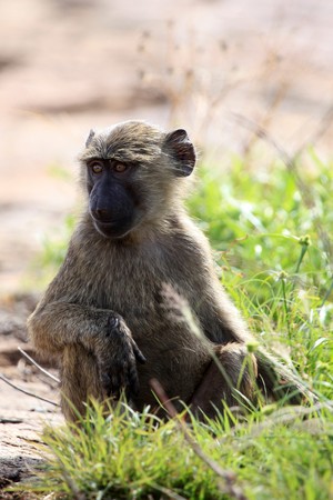 Baboon at Abela Rock in Katakwi, Uganda - The Pearl of Africaの写真素材