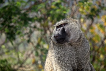 Baboon at Abela Rock in Katakwi, Uganda - The Pearl of Africaの写真素材