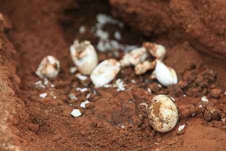 Crocodille Eggs - Agu River in Uganda - The Pearl of Africaの写真素材