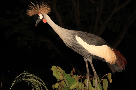 Crested / Crowned Crane - The National Bird of Ugandaの写真素材