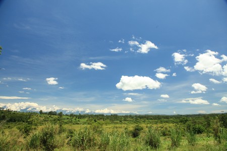 Swamp Landscape at Uganda - The Pearl of Africaの写真素材