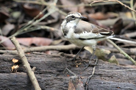 African Pied Wagtail at the Bigodi Wetlands in Uganda - The Pearl of Africaの写真素材