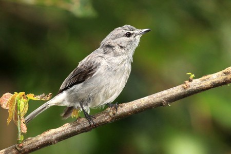 Grey Throated Flycatcher at the Bigodi Wetlands in Uganda - The Pearl of Africaの写真素材