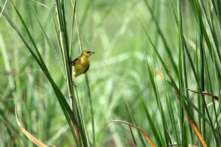 Violet Black Weaver at the Bigodi Wetlands in Uganda - The Pearl of Africaの写真素材