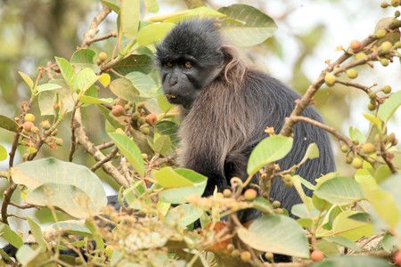 Grey-Cheeked Mangabey at the Bigodi Wetlands in Uganda - The Pearl of Africaの写真素材