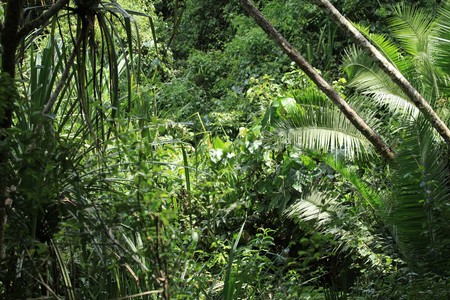 Bigodi Wetlands in Uganda - The Pearl of Africaの写真素材