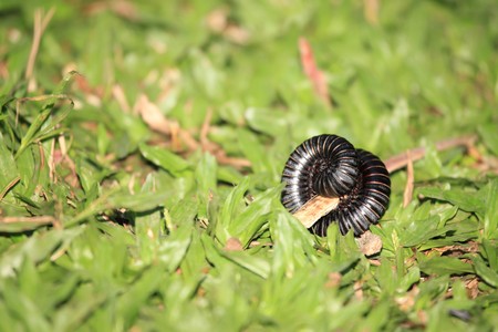 Millipede at the Bigodi Wetlands in Uganda - The Pearl of Africa