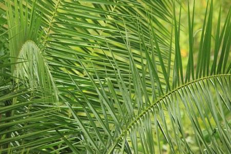 Bigodi Wetlands in Uganda - The Pearl of Africa.の写真素材