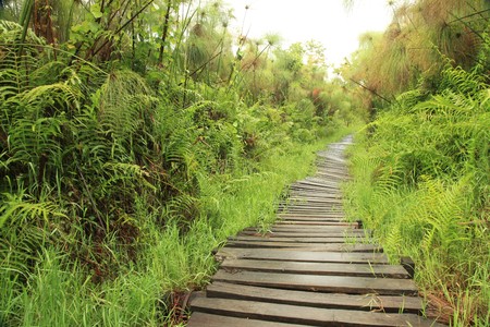 Bigodi Wetlands in Uganda - The Pearl of Africaの写真素材